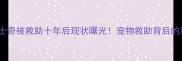 09年流浪哈士奇被救助十年后现状曝光宠物救助背后的温暖与坚持