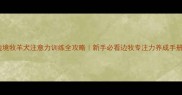 边境牧羊犬注意力训练全攻略新手必看边牧专注力养成手册
