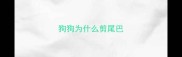 狗狗为什么剪尾巴