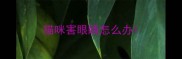 猫咪害眼睛怎么办