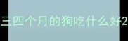 三四个月的狗吃什么好