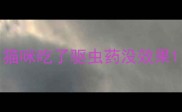 猫咪吃了驱虫药没效果