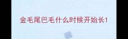 金毛尾巴毛什么时候开始长