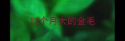 12个月大的金毛