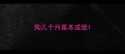 狗几个月基本成型