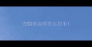 宠物美容师怎么拉毛