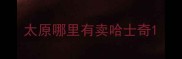 太原哪里有卖哈士奇