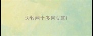 边牧两个多月立耳