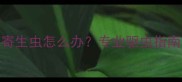 拉布拉多犬身上有寄生虫怎么办专业驱虫指南与家庭护理全攻略