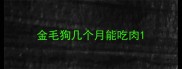 金毛狗几个月能吃肉