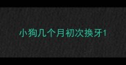 小狗几个月初次换牙