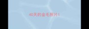 40天的金毛照片