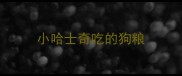 小哈士奇吃的狗粮