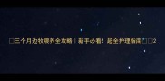 三个月边牧喂养全攻略新手必看超全护理指南
