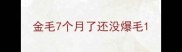 金毛7个月了还没爆毛