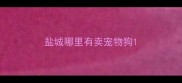 盐城哪里有卖宠物狗