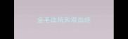 金毛血统和双血统