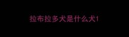 拉布拉多犬是什么犬