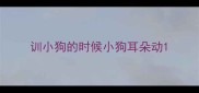 训小狗的时候小狗耳朵动