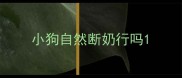 小狗自然断奶行吗