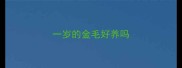 一岁的金毛好养吗
