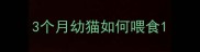 3个月幼猫如何喂食