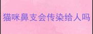 猫咪鼻支会传染给人吗