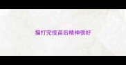 猫打完疫苗后精神很好