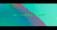 小拉布拉多偏瘦吃什么食物