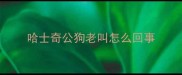 哈士奇公狗老叫怎么回事