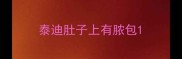 泰迪肚子上有脓包