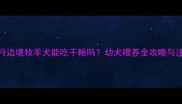 两个半月边境牧羊犬能吃干粮吗幼犬喂养全攻略与注意事项