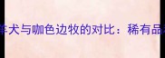 红陨石边境牧羊犬与咖色边牧的对比稀有品种饲养全指南