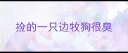 捡的一只边牧狗很臭