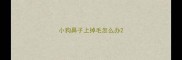 小狗鼻子上掉毛怎么办