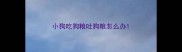 小狗吃狗粮吐狗粮怎么办