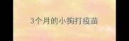3个月的小狗打疫苗