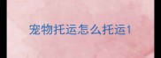 宠物托运怎么托运