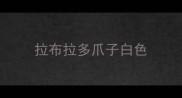 拉布拉多爪子白色