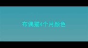 布偶猫4个月颜色