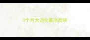 3个月大边牧着凉反映