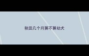 秋田几个月算不算幼犬