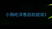 小狗吃洋葱后的症状