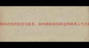 串串狗和边牧的区别与联系如何辨别和饲养这两种高人气犬种