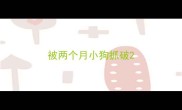 被两个月小狗抓破