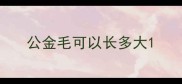 公金毛可以长多大