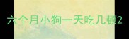六个月小狗一天吃几顿