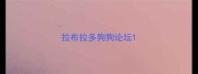 拉布拉多狗狗论坛