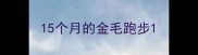 15个月的金毛跑步