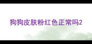 狗狗皮肤粉红色正常吗